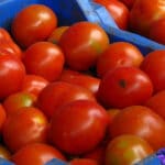 Do Tomatoes Cause Gas and Bloating? Let’s Reveal the Truth! 2022