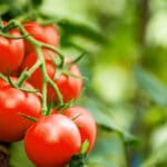 Do Tomatoes Cause Inflammation of the Stomach? Amazing Facts Revealed! 2022