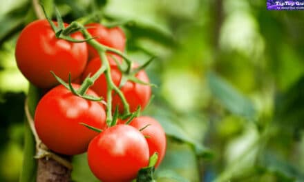 Do Tomatoes Cause Inflammation of the Stomach? Amazing Facts Revealed! 2022