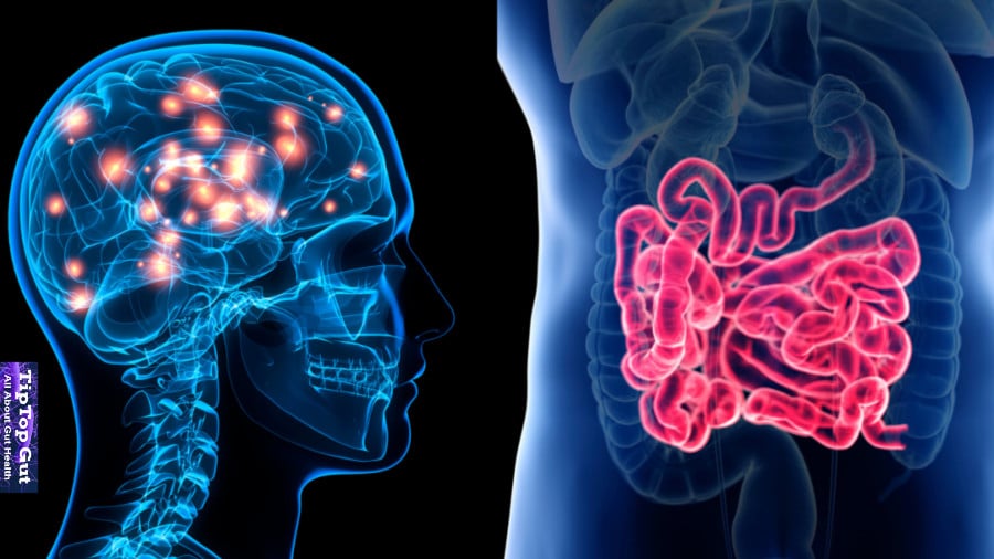 Gut Biome and Mental Health: The Easiest Explanation (2022)