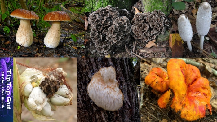 best mushroom for gut health 2022