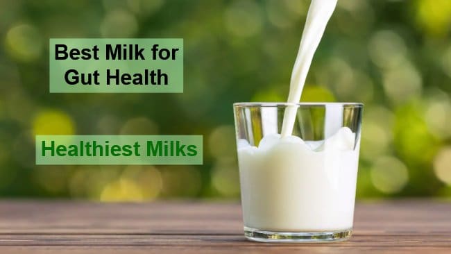 best milk for gut health - The Healthiest Milks