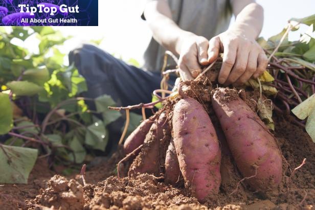 are sweet potatoes good for gut health - TipTopGut.com