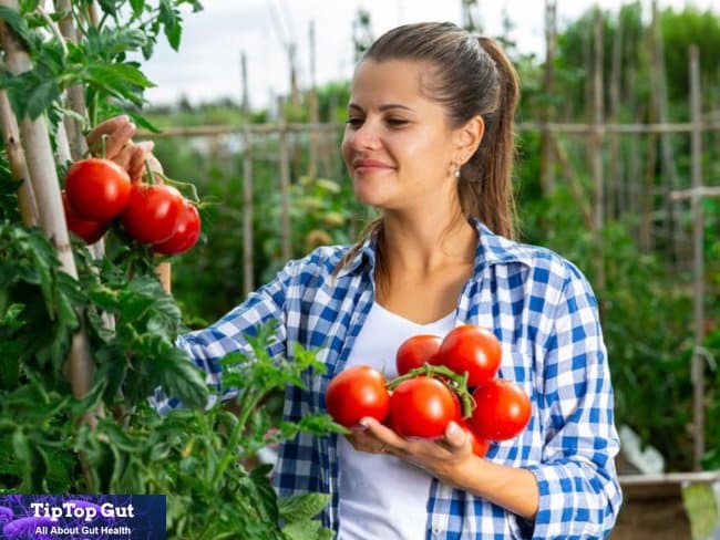 are tomatoes good for your gut - are tomatoes good for digestion